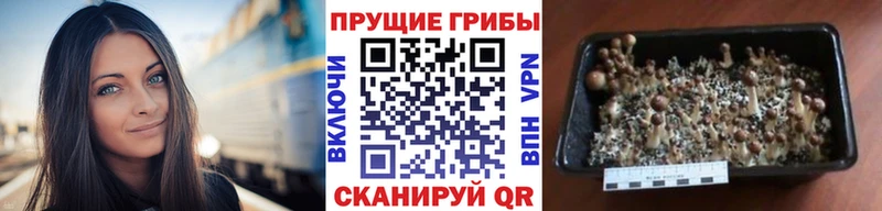 blacksprut зеркало  Бугульма  Галлюциногенные грибы Psilocybine cubensis 