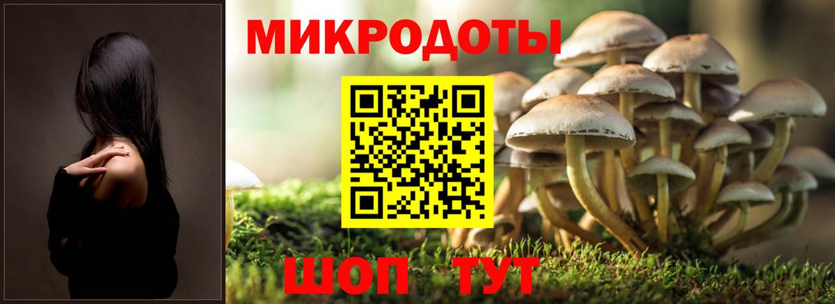 Псилоцибиновые грибы Psilocybine cubensis Бугульма